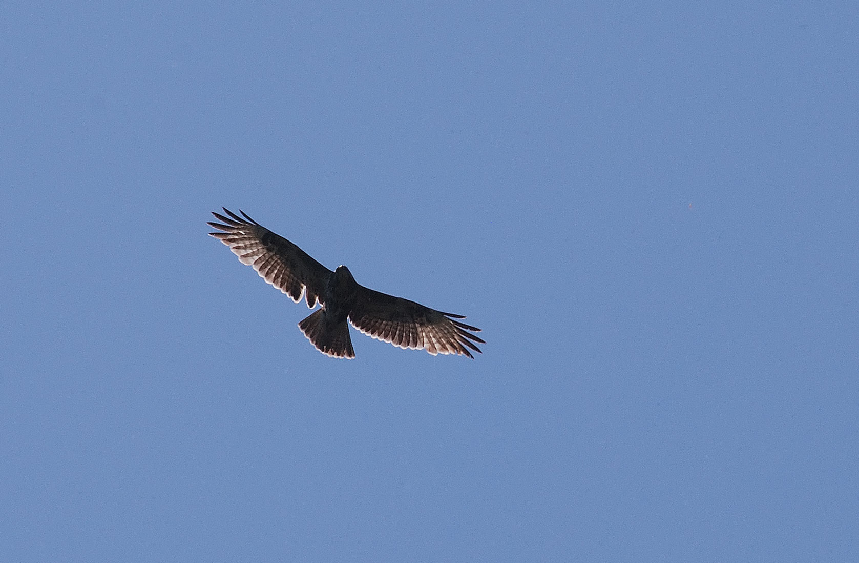 Poiana, o altro falco?