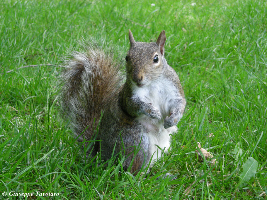 Scoiattolo grigio. Sciurus carolinensis. Siena