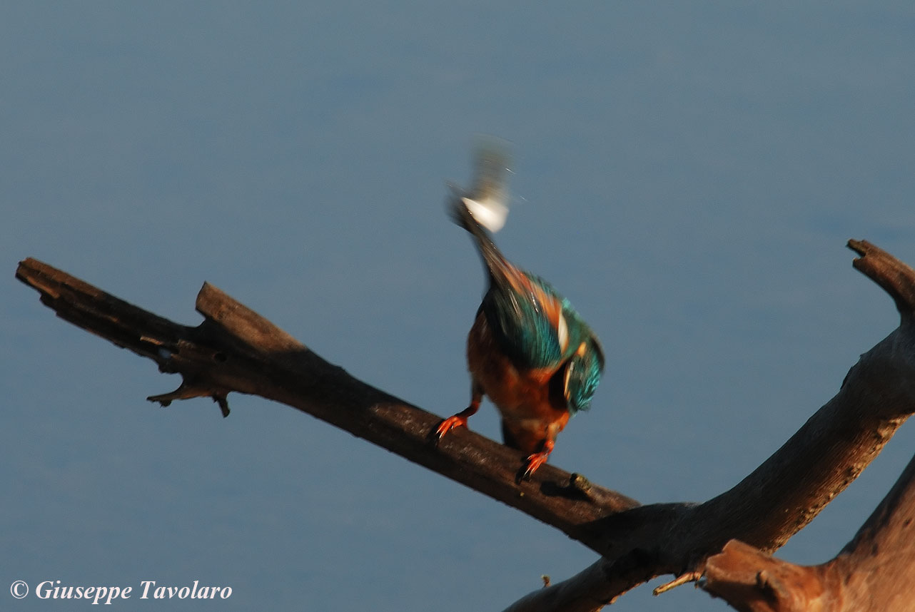 Avifauna humor