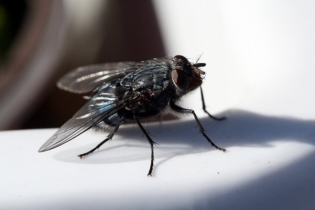 Prime macrofotografie