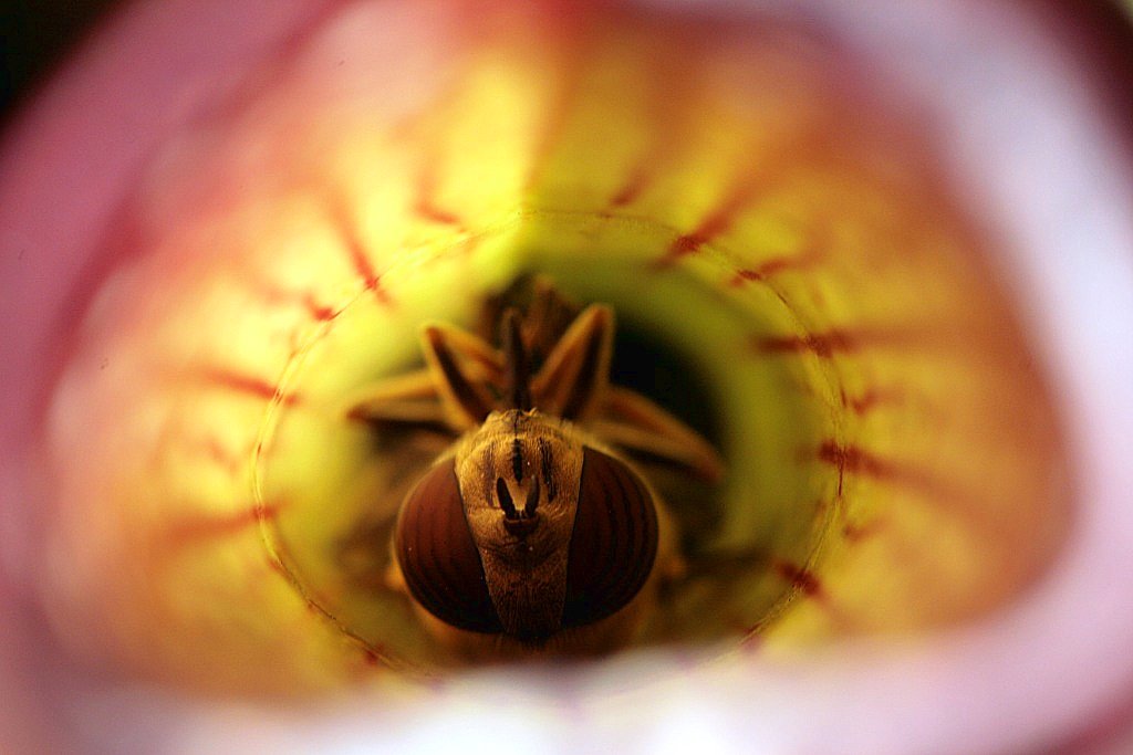 Prime macrofotografie