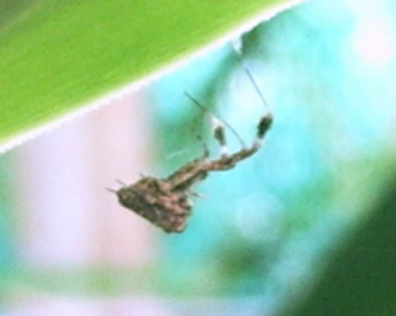 Uloborus plumipes