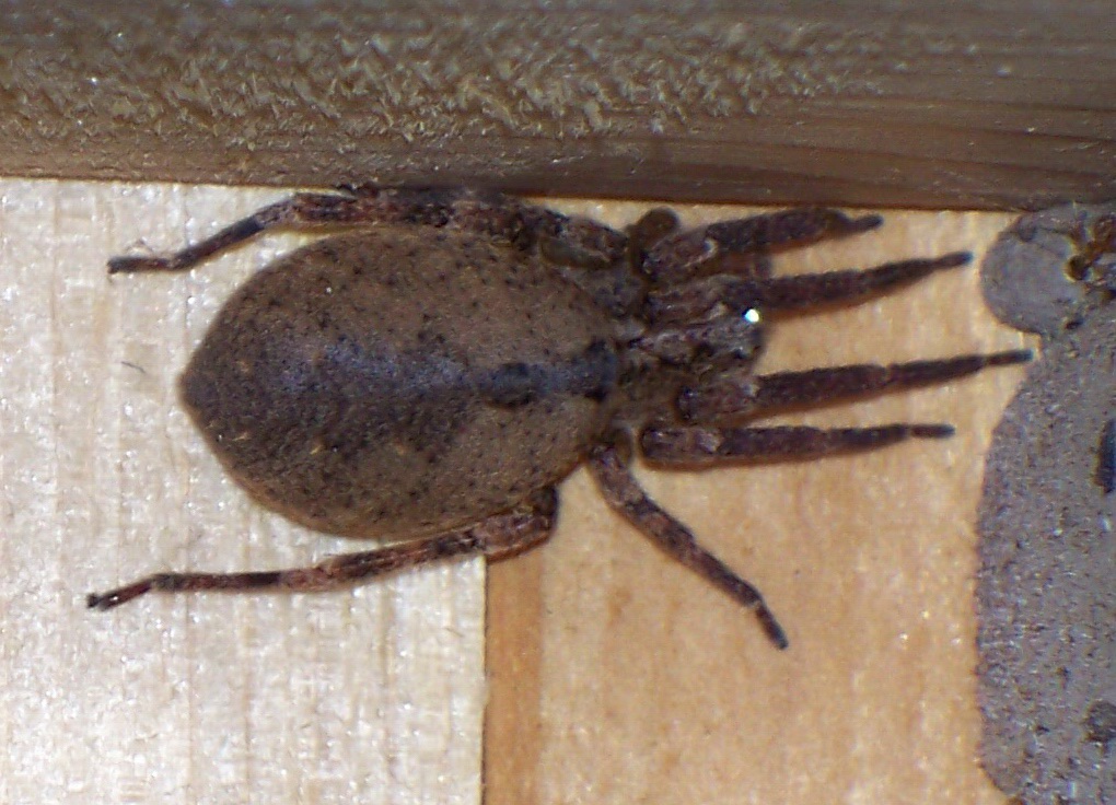 Zoropsis spinimana
