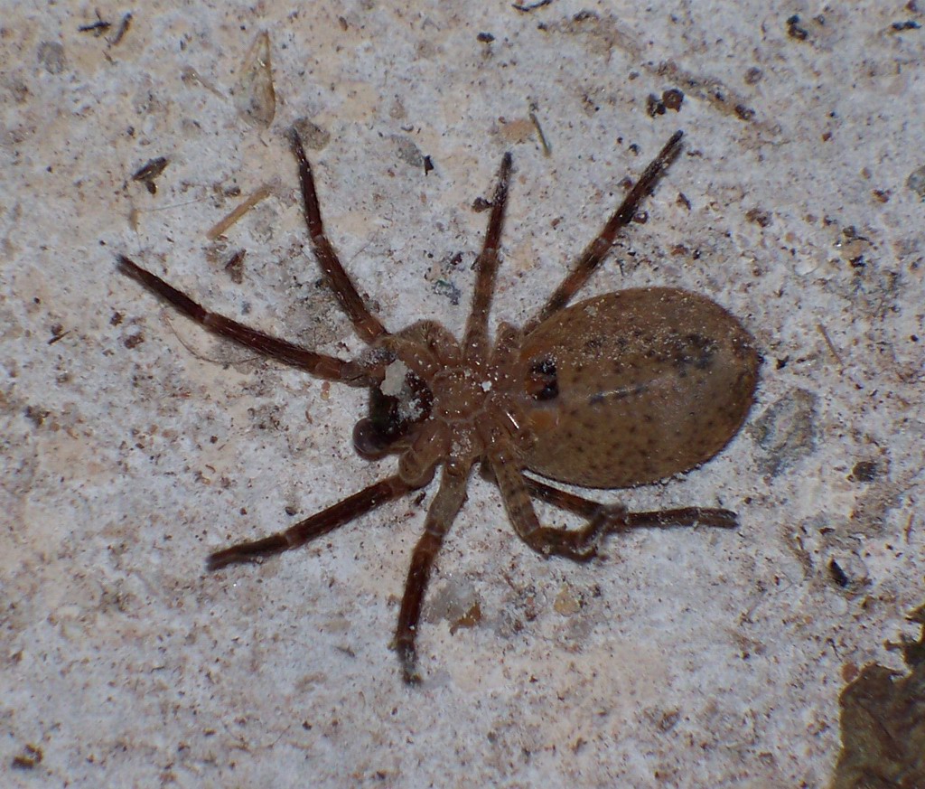 Zoropsis spinimana