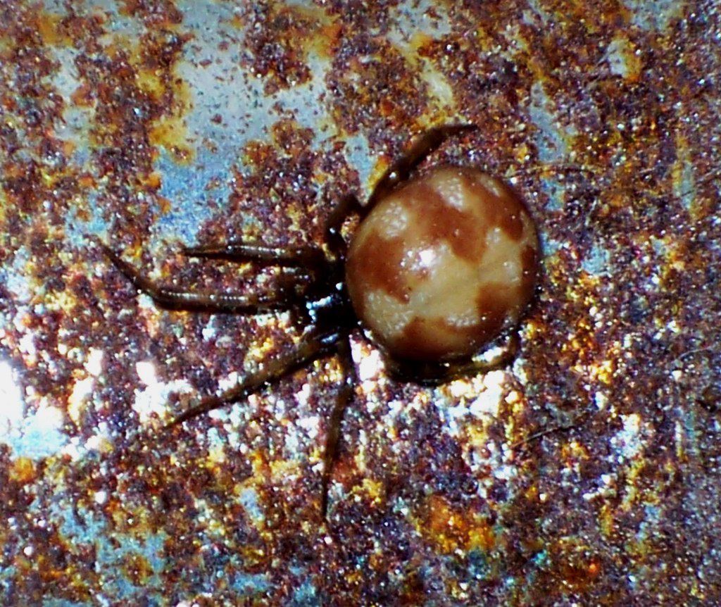 Steatoda triangulosa