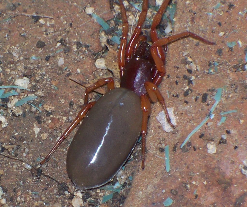 Dysderidae dall''addome gonfio (..in stato 