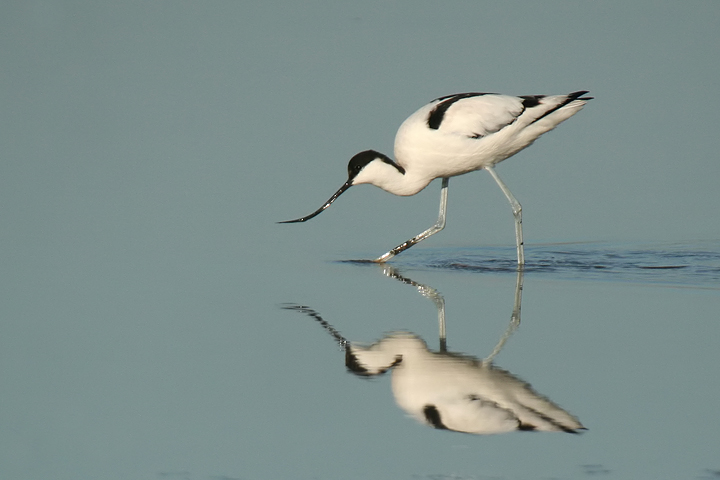 Avocetta