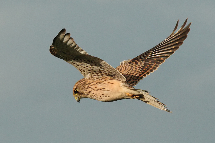 Gheppio in hovering