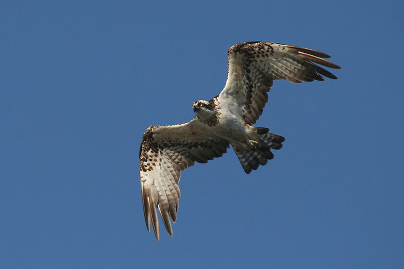 Falco Pescatore