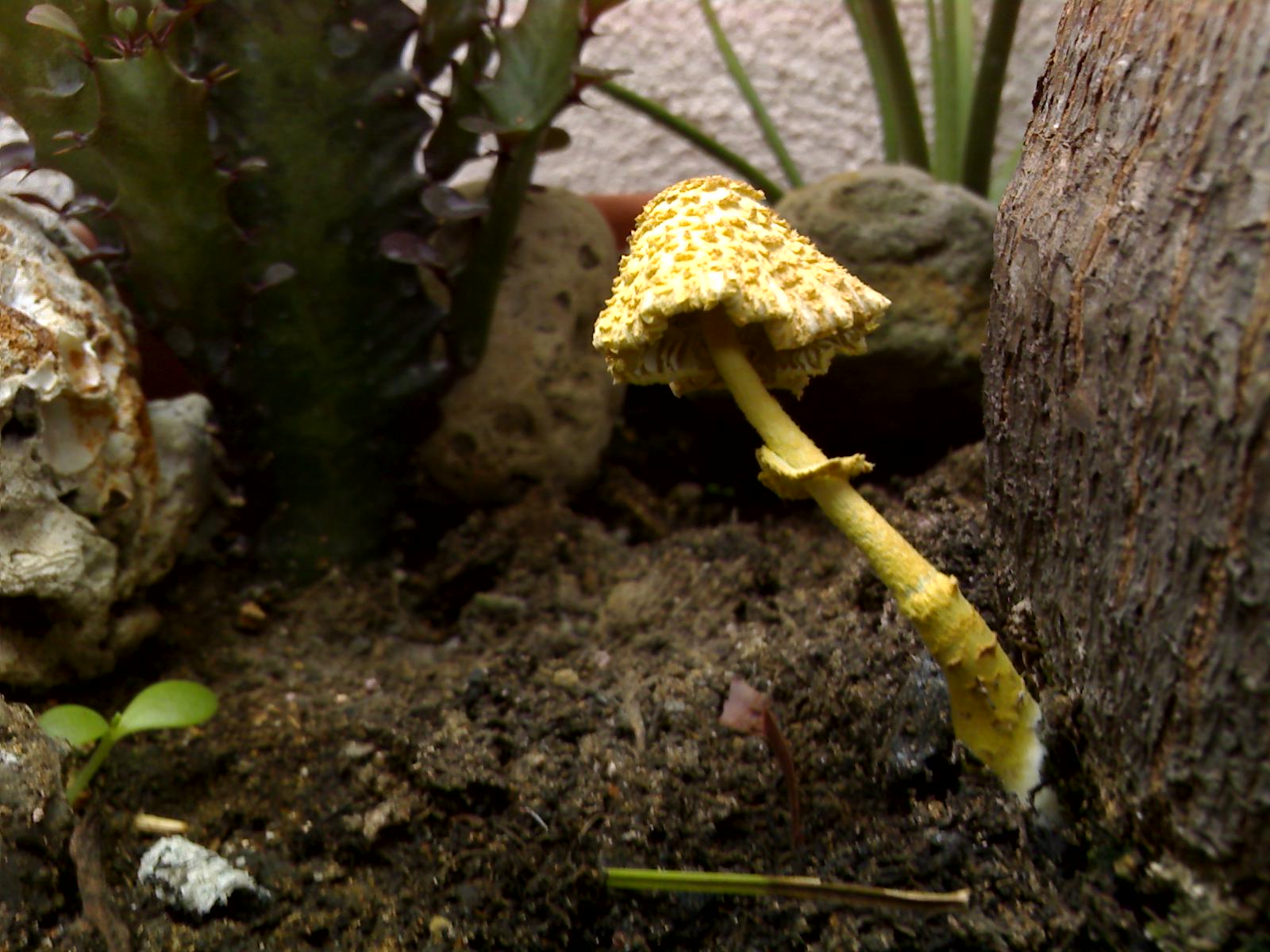 funghi su palma (Cfr. Leucocoprinus sp.)