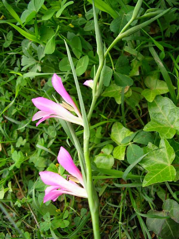 Gladiolus italicus