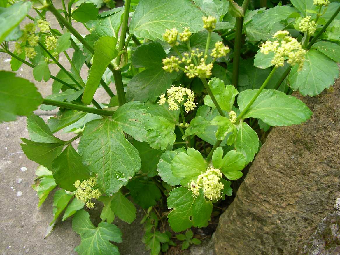 Smyrnium olusatrum