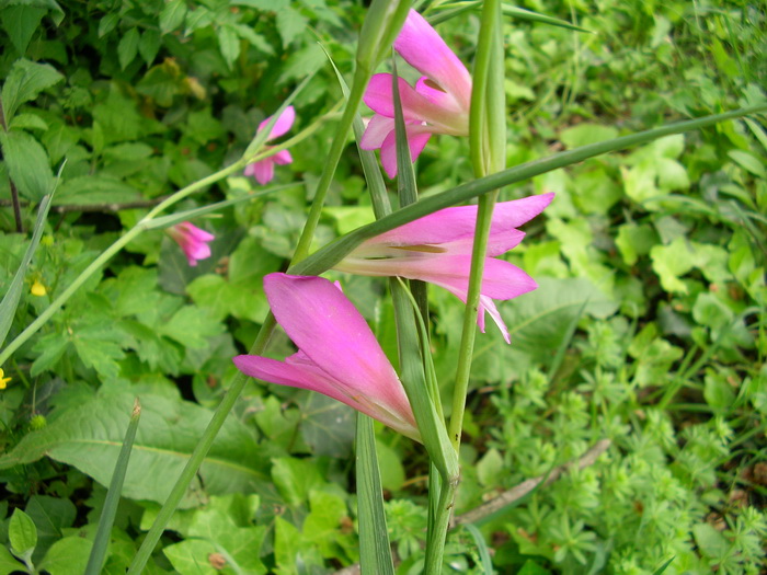 Gladiolus italicus