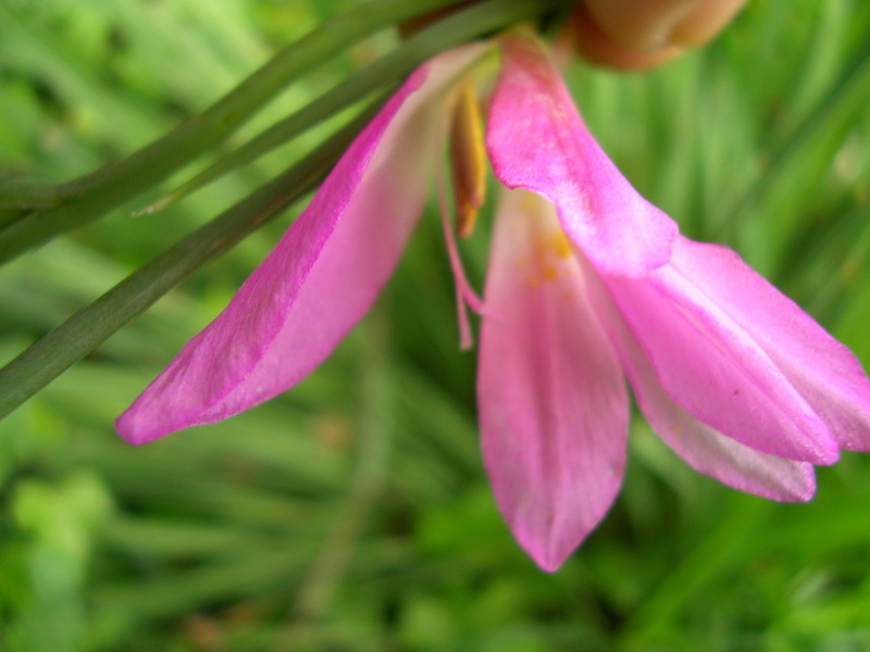 Gladiolus italicus