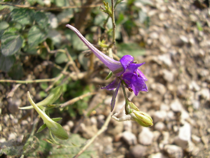 Delphinium consolida / Speronella consolida