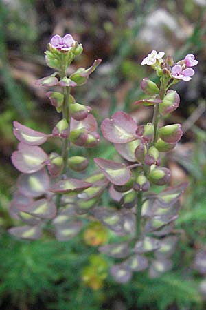 Aethionema saxatile / Erba storna carnicina