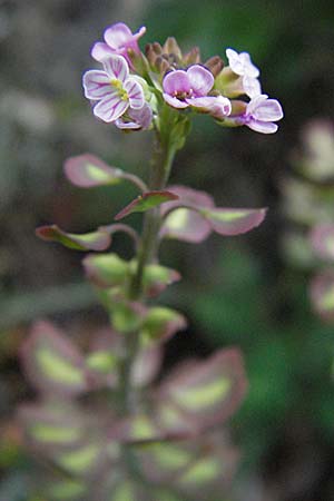 Aethionema saxatile / Erba storna carnicina