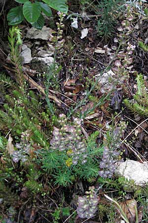 Aethionema saxatile / Erba storna carnicina