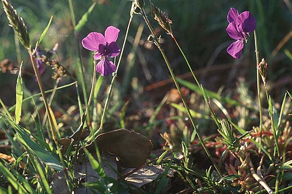 Viola aetnensis ?
