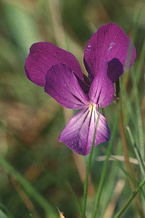 Viola aetnensis ?