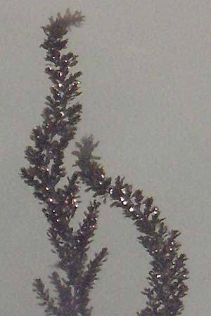 piante di aqua - Venezia