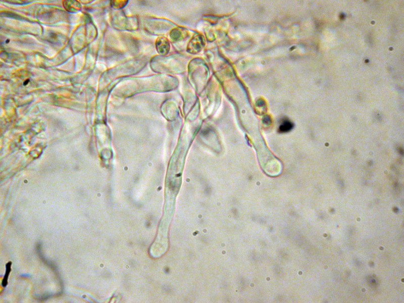 Tubaria sp. da determinare (cfr. Tubaria hiemalis)