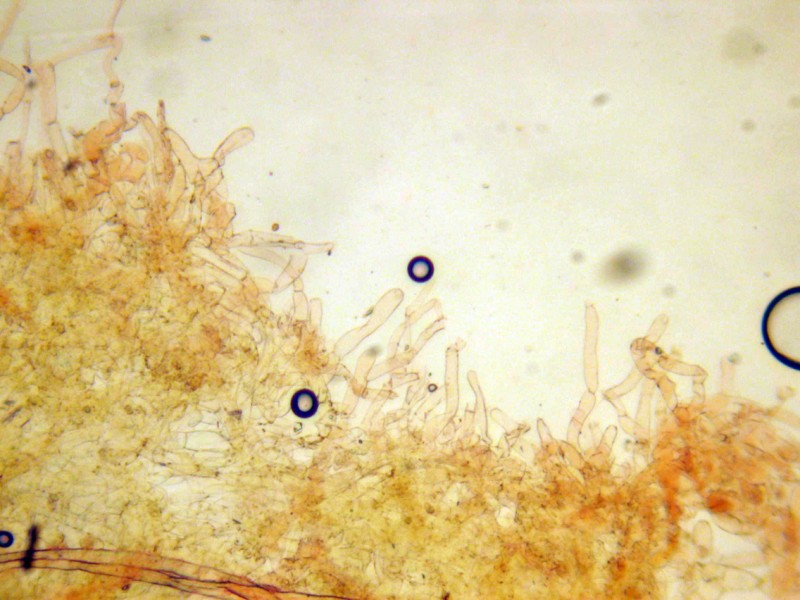 Tubaria sp. da determinare (cfr. Tubaria hiemalis)