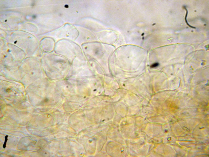 Psathyrella sp (cfr. Psathyrella tephrophylla)