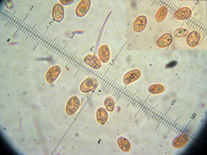 Tubaria sp. da determinare (cfr. Tubaria hiemalis)