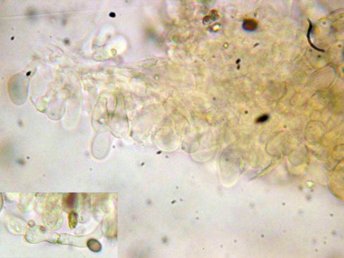 Psathyrella sp (cfr. Psathyrella tephrophylla)