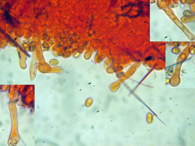 Tubaria sp. da determinare (cfr. Tubaria hiemalis)