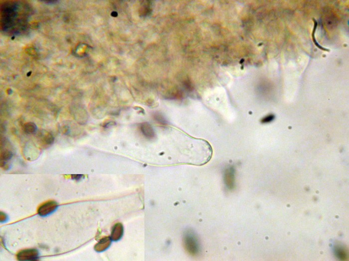 Psathyrella sp (cfr. Psathyrella tephrophylla)