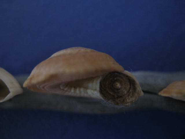 Basisulcata lepida