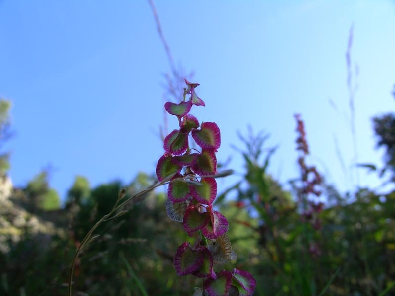 Val Viola, primi di settembre - Rumex scutatus