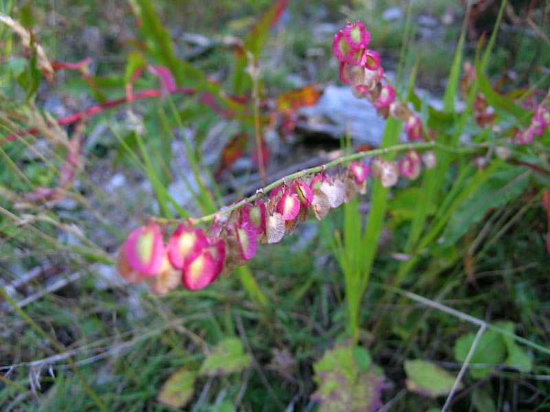 Val Viola, primi di settembre - Rumex scutatus
