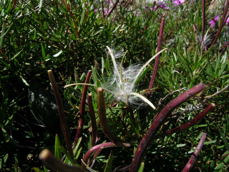 Val Viola, primi di settembre - Chamaenerion (ex Epilobium) dodonaei
