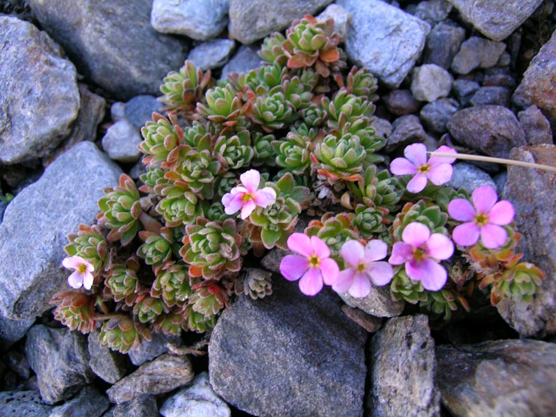 Androsace alpina / Androsace alpina