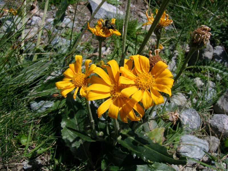 Sempre Val d''Ayas - cfr. Senecio doronicum