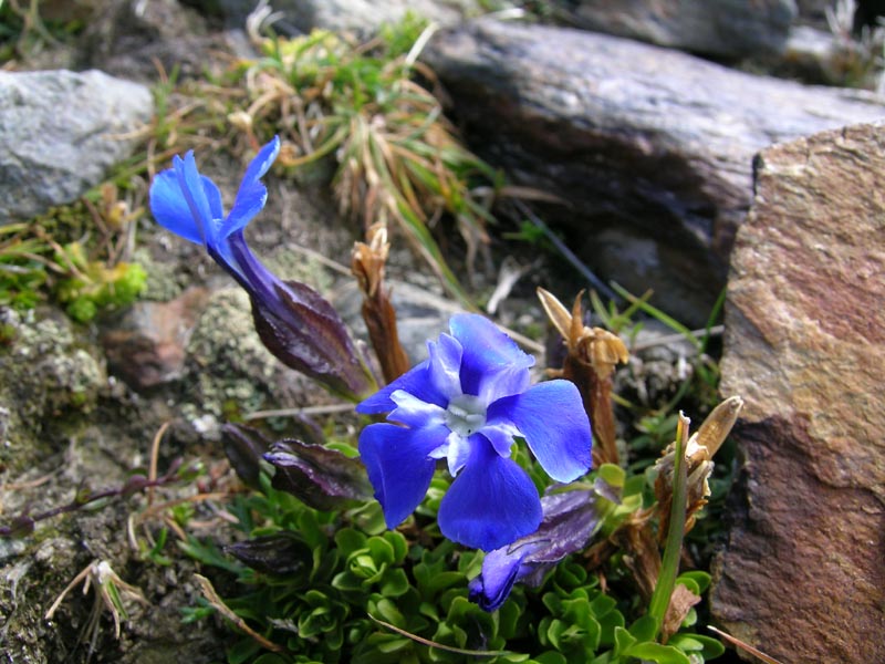 Gentiana brachyphylla / Genziana a foglie corte