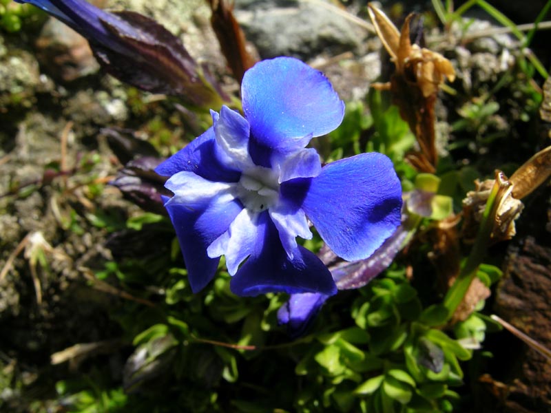 Gentiana brachyphylla / Genziana a foglie corte