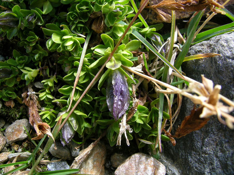 Gentiana brachyphylla / Genziana a foglie corte