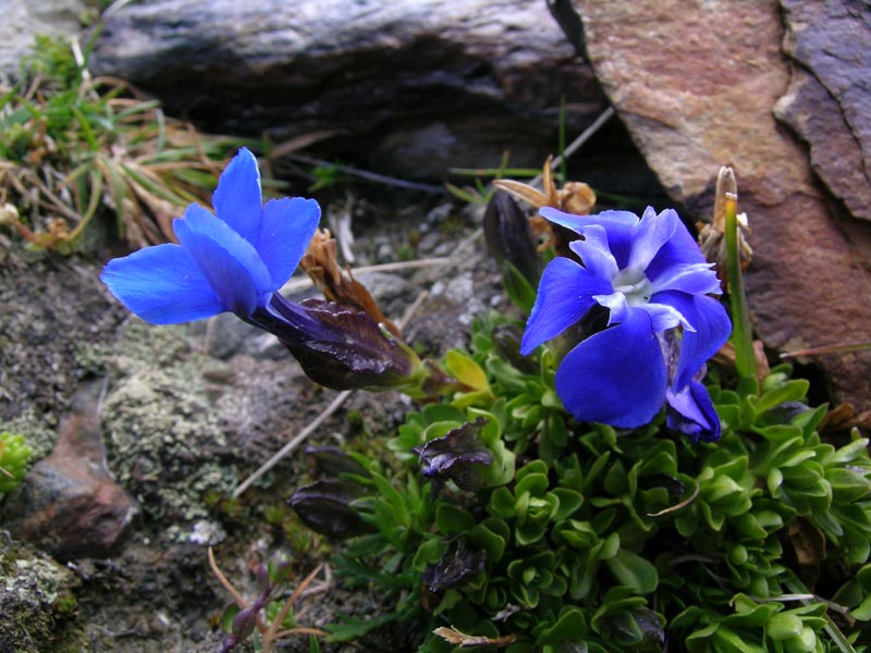 Gentiana brachyphylla / Genziana a foglie corte