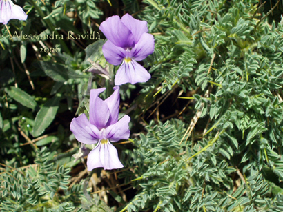 Viola aetnensis ?
