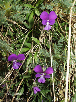 Viola aetnensis ?