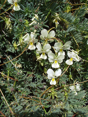 Viola aetnensis ?