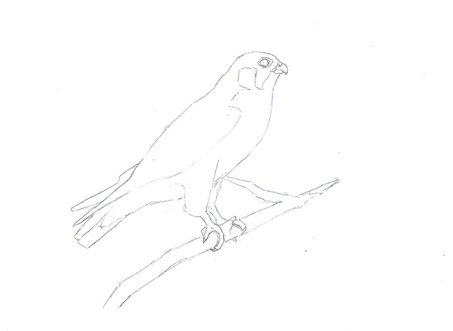 Disegnare gli uccelli - Prima lezione