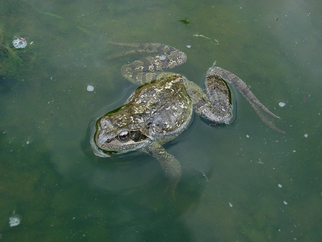 Rana temporaria