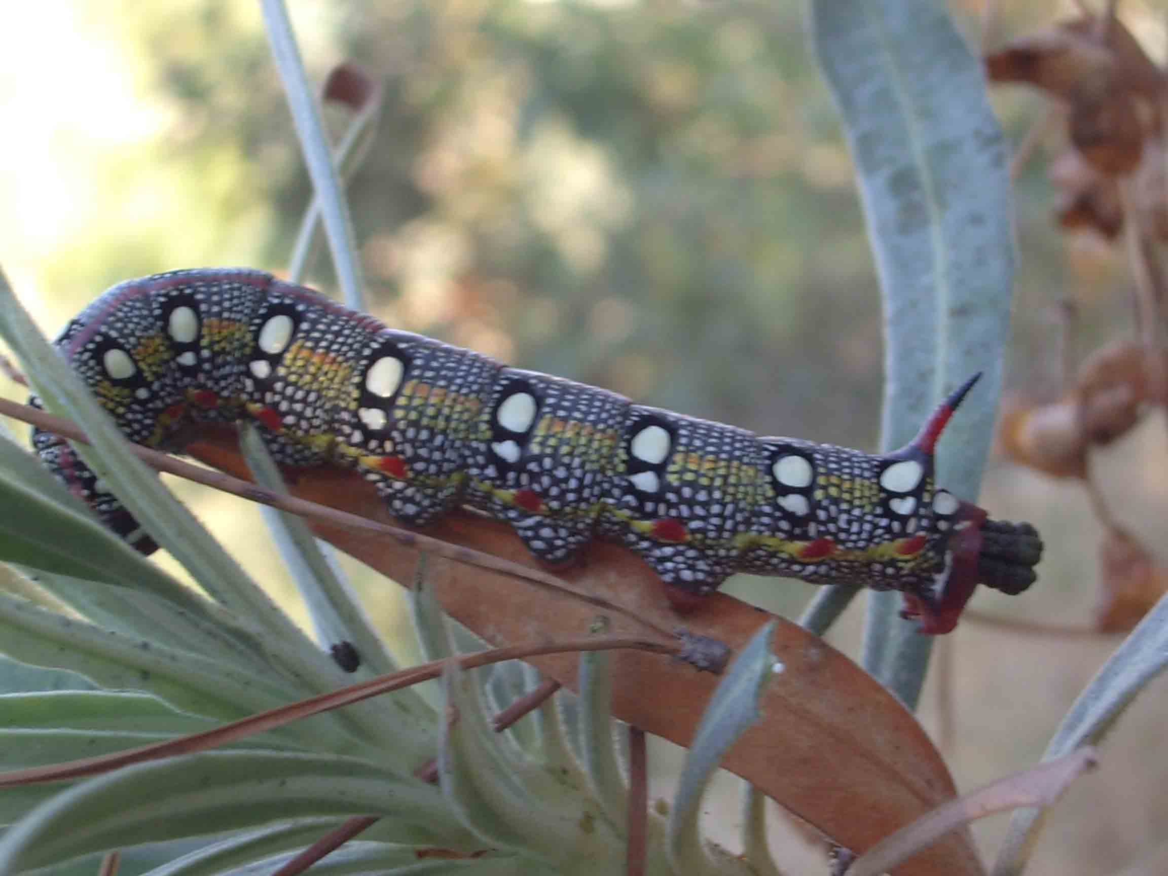 Furcula furcula, Catocala nymphagoga, Hyles euphorbiae