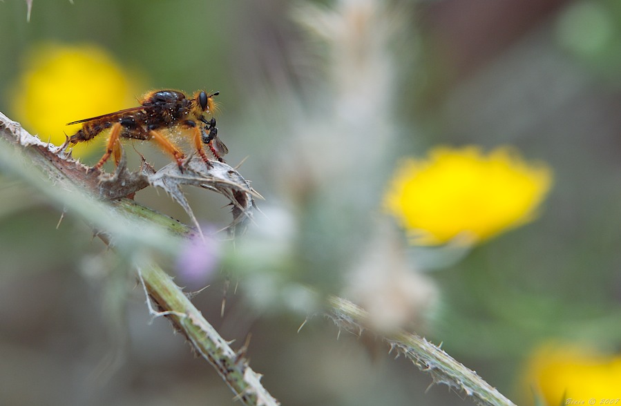 Pogonosoma maroccanum (Diptera, Asilidae)