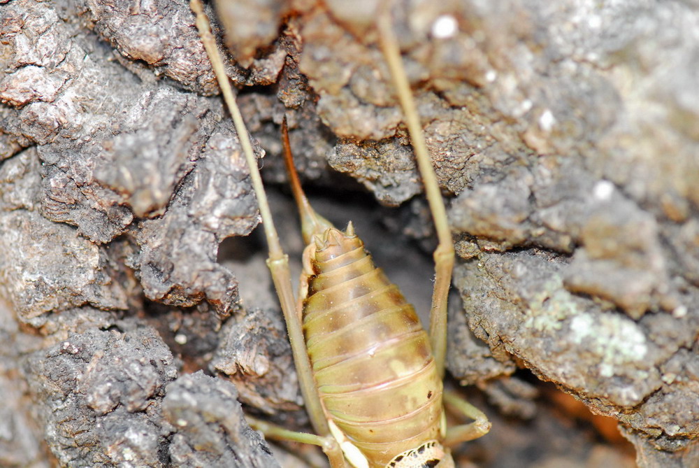 Insetti...Sardegna....4: Uromenus (Bolivarius) brevicollis